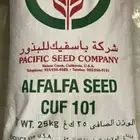 بذور برسيم للبيع