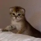 قطط سكوتش فولد
