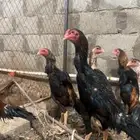 شامو ياباني