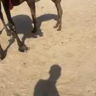 قعود مغلق شحم