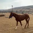 مهر غير معسوف