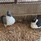 كنج استريزار