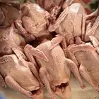 فروخ حمام لاحم فرنسي وبط آكله ذره ودخن وحلبه ومكعب وشعير طعم