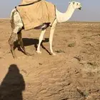 لقحه وضحى كفو