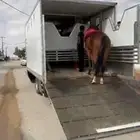 عربة خيل عربه خيل نقل خيل دينا خيل دينا نقل خيل 6 رووس