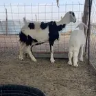للبيع نعجه والد