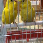 طيور حب
