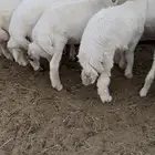بهم خرفان