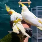 كروانات و كنيور اليفه هدد  تم البيع