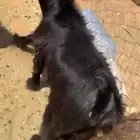 تيس ادغس