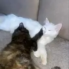 اللي يبغاهم