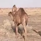 قعدان اثنين