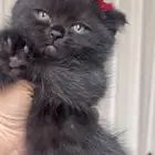 ابحر الشماليه حي الصواري