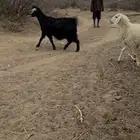 عنز حايل مشروطه