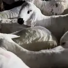 سواكن وحري من الطايف ذمه وامانه