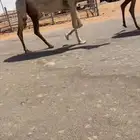 ناقة شقحاء خفوت على اول شقق السوم ماسيمت