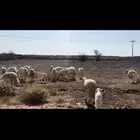 مراح حرش دفيع وولد. تم البيع