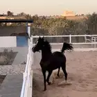 فرس شعبيه دهماء