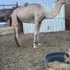 قليصه للبيع