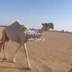 ثلاث عشاير ولقحه