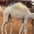 قعود للبيع الموقع قريب من ام سديره