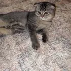 قطط للبيع