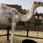 قعود