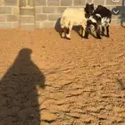 طليان حريات