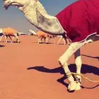 قعود باتلي على حراق السن حق يلقي ذالسنه