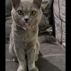قط أليف للبيع