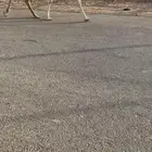عشاير مبيوعات عيالهن