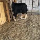 رخل صنف نجديه