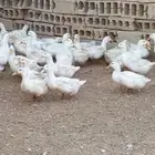 بط بكيني بياض