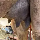 خلفه بكر ثنيه حليب وهداوه وزين حليبها واجد وسكر