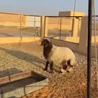 خروف نعيمي