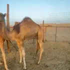 2 بكار للبيع