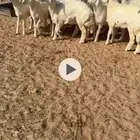 رخال مراح واحد جبره طيبه ومحصنه