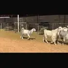 عرض جفرات بالفحل