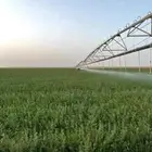 للبيع قش برسيم امريكي صافي