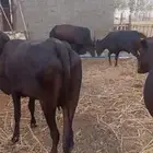 مراح ابقار هجين فواخر جد ا
