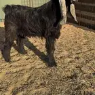 تيس فحل عارضي جذع