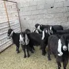 معزا عوارض خوات بعض مضاريع صنف