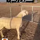 طلي مشروع فحل