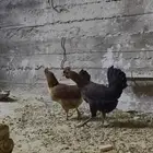 دجاج بلدي