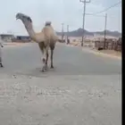 قعود اشعل رباع منتج