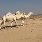 خلفات وضح ككفو للبيع