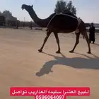 للبيع العشرا سليمه من العذاريب