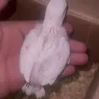 فروخ روز غر