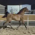 مهرة عربية اصيلة