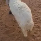 خروف ذبيحه حري